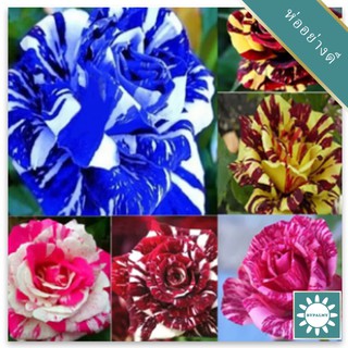 30 เมล็ด เมล็ดพันธุ์ กุหลาบ สีฟ้า-ม่วง Rose Seeds ดอกใหญ่ นำเข้าจากต่างประเทศ พร้อมคู่มือ เมล็ดสด ใหม่