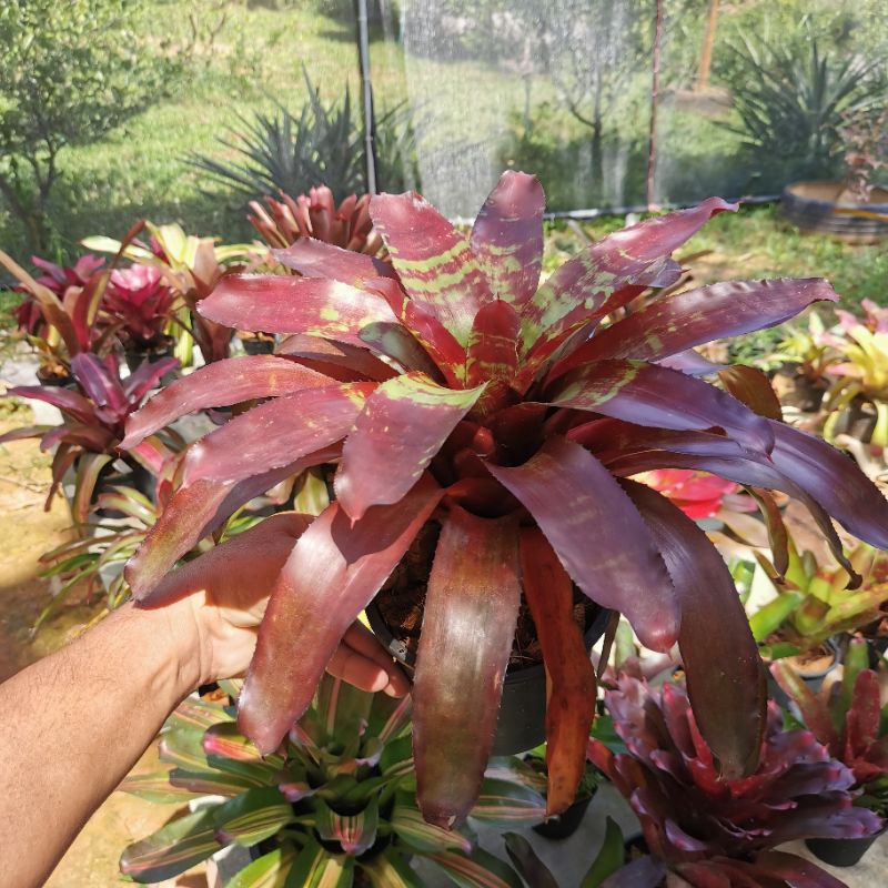 neoregelia ถูกที่สุด พร้อมโปรโมชั่น ก.ค. 2025 | BigGoเช็คราคาง่ายๆ