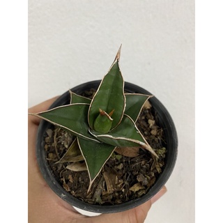 ลิ้นมังกรพิงกุย Sansevieria pinguicula ต้นไม้ฟอกอากาศสุดจิ๋ว เลี้ยงง่าย มีเอกลักษณ์เฉพาะตัว ส่งทั้งกระถาง 3 นิ้ว