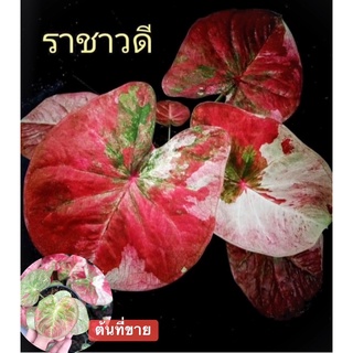 ราชาวดี บอนสีแรร์ๆไอเท็ม จัดส่งทั้งกระถางเลือกต้นได้ค่ะ🍀👇🍀