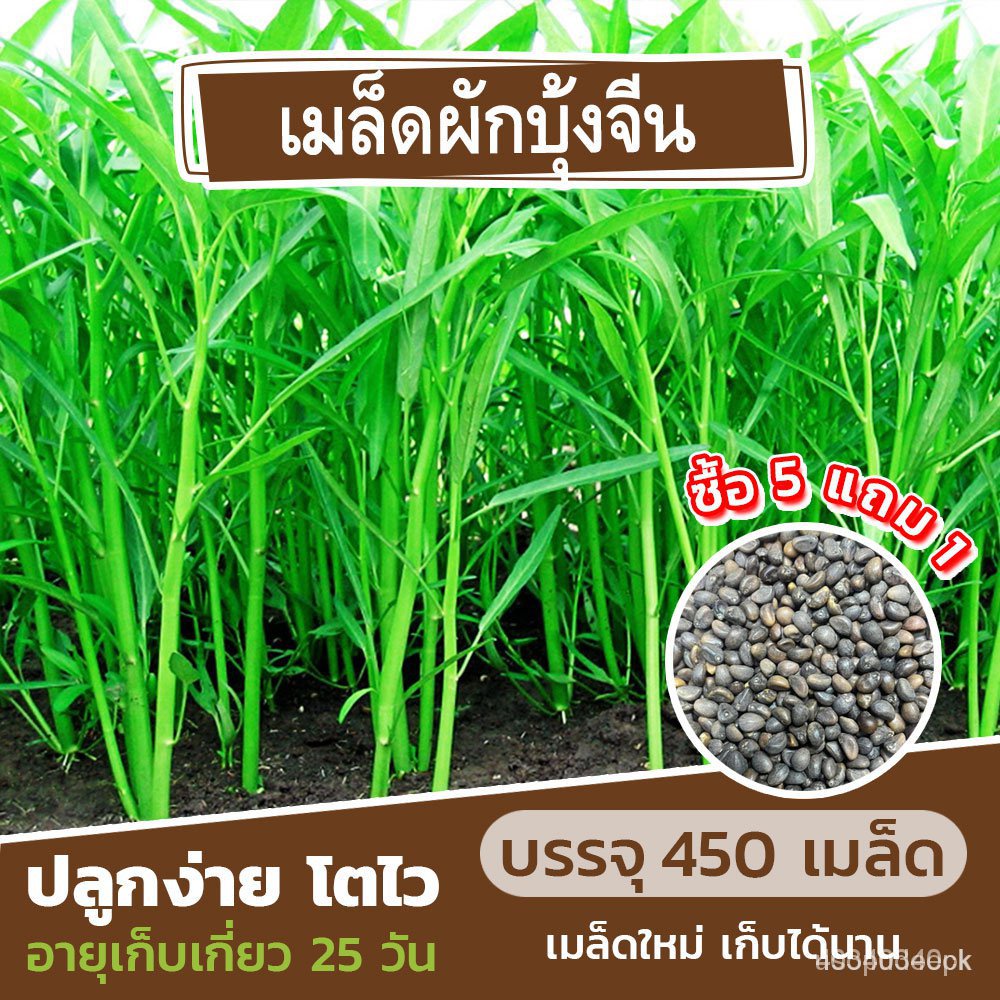 ขายดี เมล็ด เมล็ดพันธุ์คุณภาพสูงในสต็อกในประเทศไทย พร้อมส่งเมล็ดอวบอ้วน ผักบุ้งจีน เรียวไผ่ 450 เมล็ด 20 กรัม (ซื้อ 5 แถ