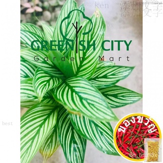 GNC - Calathea Vittata Indoor Live Plant Pokok ชอว์竹芋, จีน-ไทยพจนานุกรมออนไลน์内裤/上衣/园艺/文胸/生菜/玫瑰/花园/seeds/通心菜/母婴/ 8DGW