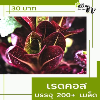 เรดคอส ( เมล็ดพันธุ์ ) 1 ซอง / 200 เมล็ด