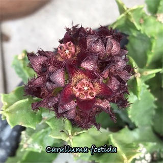 เก๋งจีนเด็ดสด Caralluma Foetida