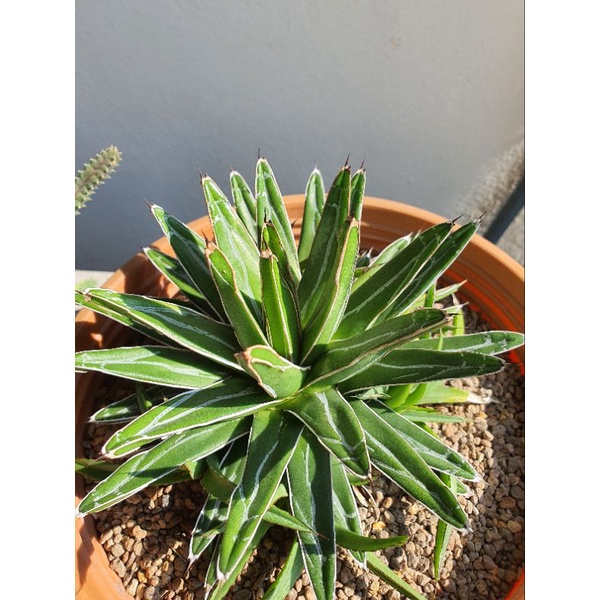 Agave victoriae-reginae 💥