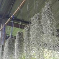 เคราฤษี หนวดฤษี​ (Spanish moss)