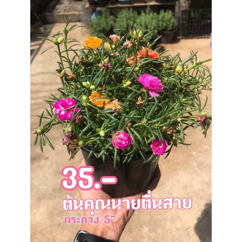 ต้นคุณนายตื่นสาย/แพรเซี่ยงไฮ้ คละสีสวยๆแน่นๆกระถาง