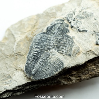 [อายุกว่า 505 ล้านปี!!!] #228 ฟอสซิล ไทรโลไบต์ Elrathia Kingi Trilobite ของแท้ ขนาดเล็ก บน Matrix จาก USA