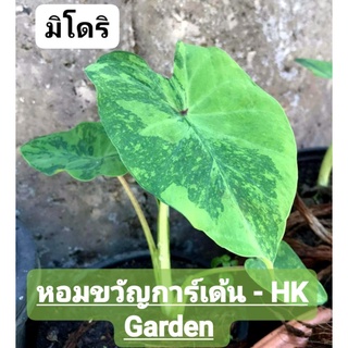 HK Garden(ชำมีรากเเล้ว) บอนมิโดริ Colocasia midori sour โคโลคาเชีย มิโดริ บอนด่าง บอนกระเเส ไม้ตกเเต่งบ้านเเละสวน