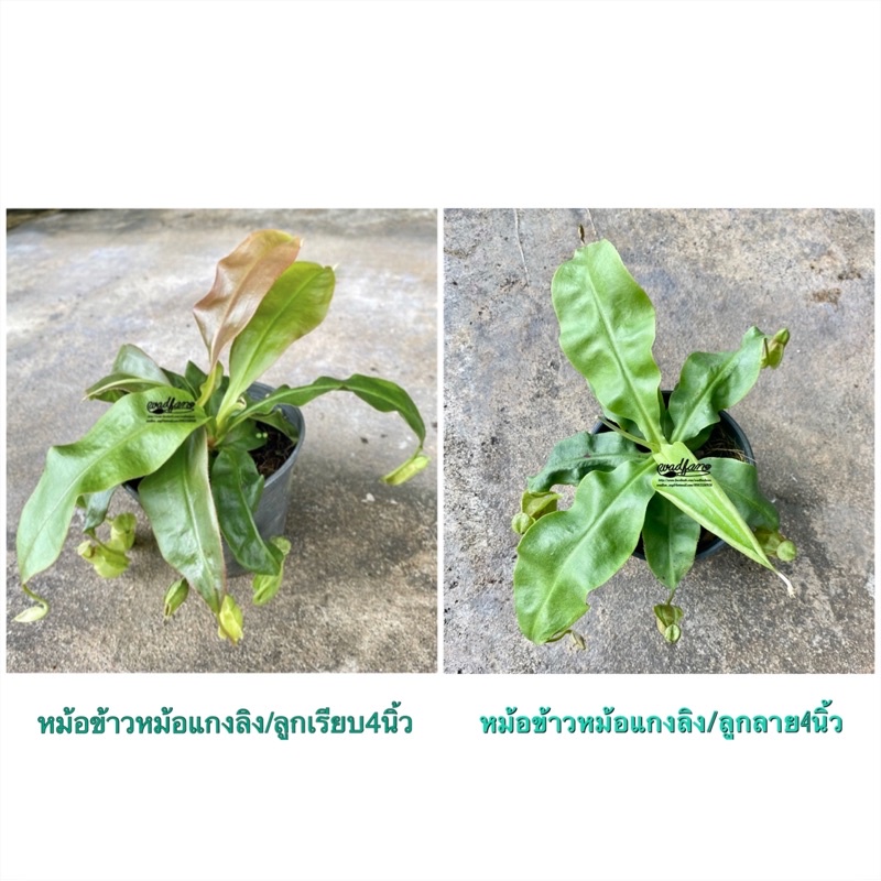 ต้นหม้อข้าวหม้อแกงลิง_ลูกเรียบ/ลูกลาย4นิ้ว