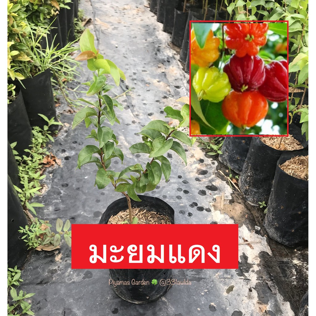 ต้นมะยมแดง (มะยมฝรั่ง) ผลมีสีแดงและรสชาติหวาน ปลูกไว้กินได้แถมเป็นไม้มงคล มะยมแดง (มีรับประกันหลังการขาย)