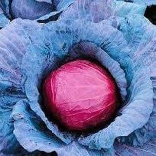 เมล็ด กะหล่ำปลีสีม่วง - Purple Cabbage