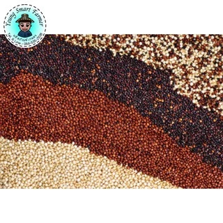 (มี อย.)Quinoa ควินัว ขาว แดง ดำ สามสี 500 กรัม