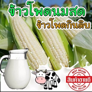 อินทรีย์ ต้น ดอก/เมล็ดพันธุ์ข้าวโพดนมสด ฮอกไกโด แพ็กล่ะ 10 เมล็ด 3แถม1 FUS5