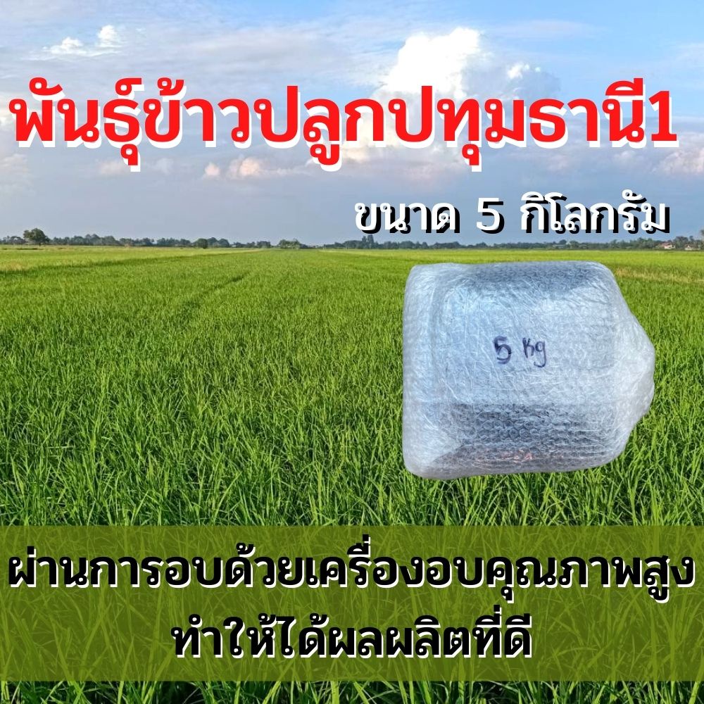พันธุ์ข้าวปทุมธานี1 จำนวน 5 กิโลกรัม ข้าวปลูก ปทุมธานี1