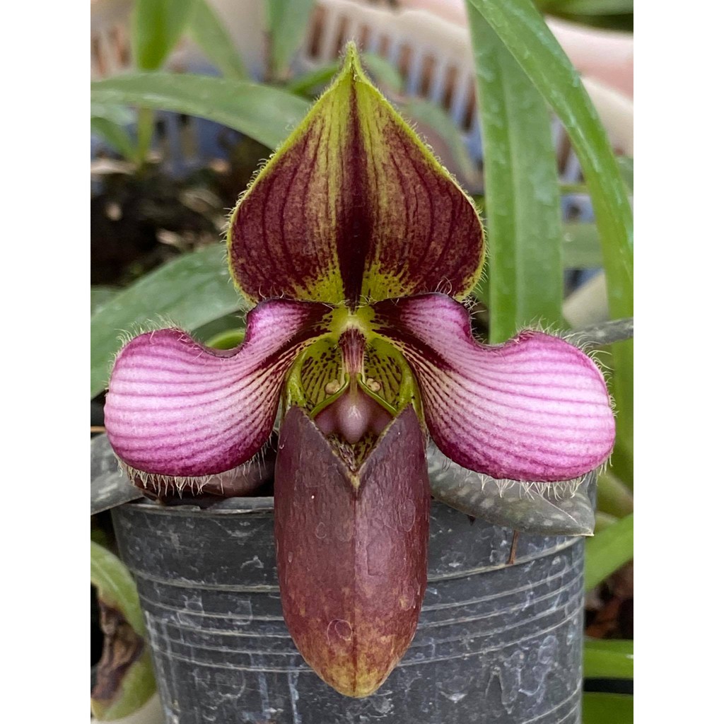 ลดราคาพิเศษ !! กล้วยไม้รองเท้านารีรุ่งสุริยานั่ม (Paphiopedilum rungsuriyanum) 1 ต้น