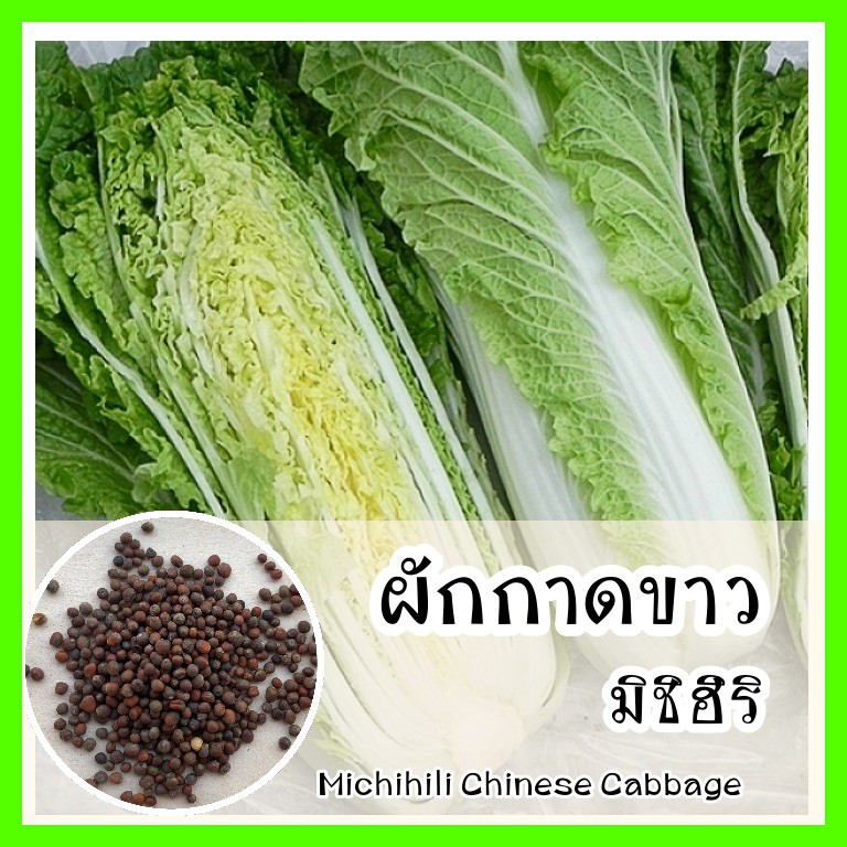 พร้อมส่ง รหัส 044 เมล็ดพันธุ์แท้ OP แท้ 100% ผักกาดขาวมิชิฮิริ หวานกรอบ ทำอาหารเหมือนผักกาดทั่วไป นิยมทำเป็นกิมจิ