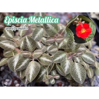 พรมญี่ปุ่นเมทัลลิกา(Episcia Metallica) กระถาง 3 นิ้ว