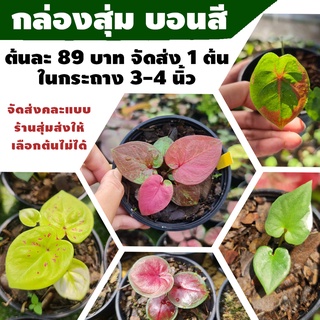 Caladium บอนสี กล่องสุ่ม ต้นไม้มงคล ราคาเบาๆ 89 บาท สีสันสวยงาม