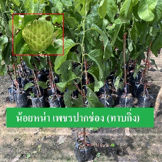 ต้นน้อยหน่า เพชรปากช่อง (ทาบกิ่ง) สูง80-100เซนติเมตร พันธุ์แท้ ลูกใหญ่ พร้อมส่ง