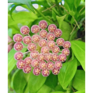 Hoya rosaioae โฮย่าโรซาริเอ้ ดอกสีโอรส มีกลิ่นหอมละมุน ส่งต้นติดดอก