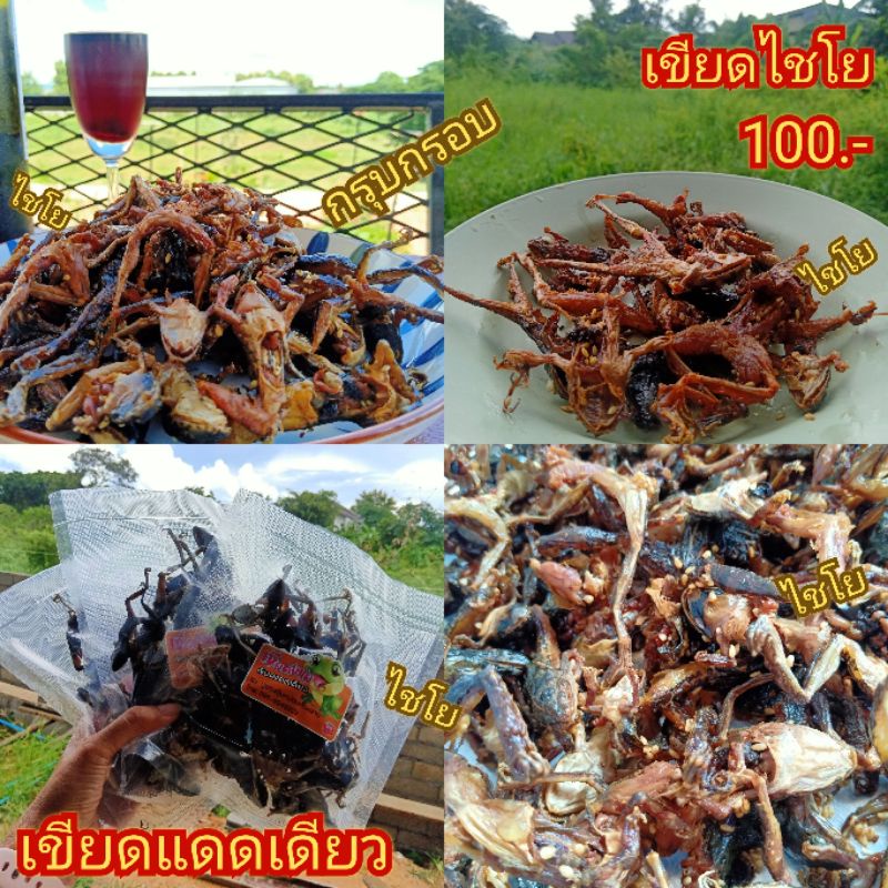 เขียดแดดเดียว เขียดไชโย เขียดนา