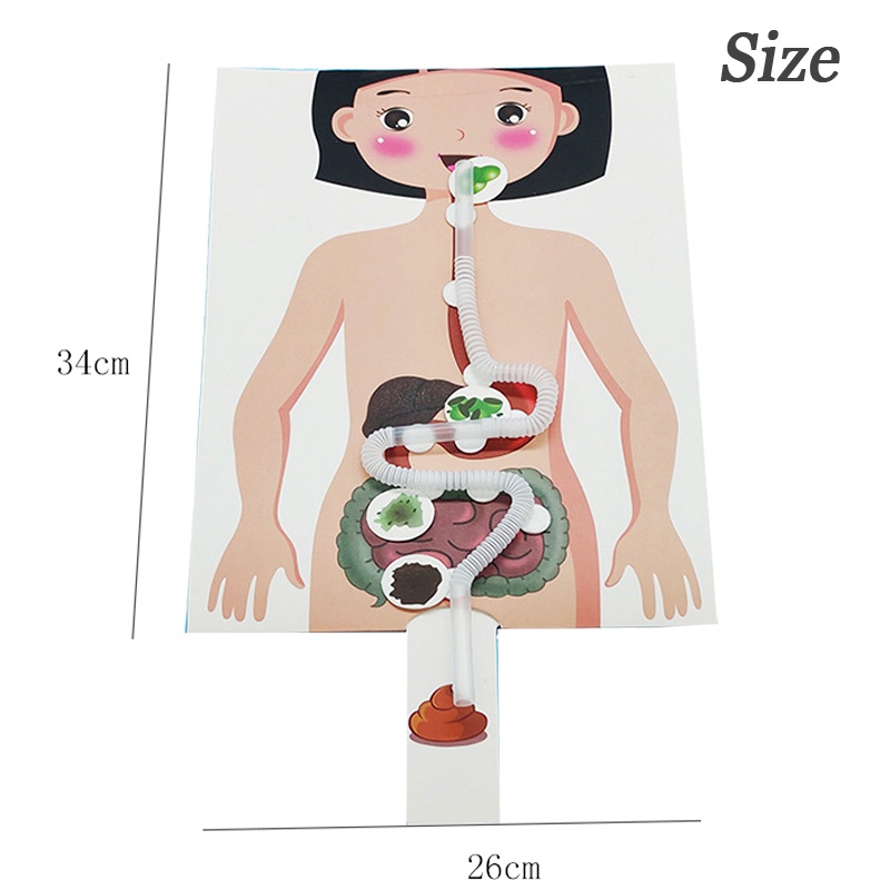 โมเดลตัวต่อระบบย่อยอาหาร ของเล่นเสริมการเรียนรู้เด็ก - รูปที่ 4