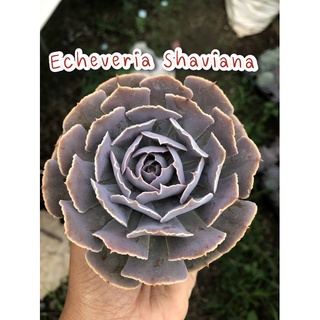 Echeveria shaviana กระถาง2"-2.5"