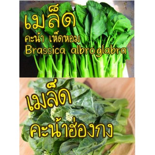 เมล็ด คะน้าเห็ดหอม/คะน้าฮ่องกง 200 เมล็ด10บาทเมล็ดนำเข้า  พันธุ์แท้100%   OP