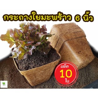 🔥ถูกที่สุด🔥(แพ็ค 10 ใบ )กระถางใยมะพร้าว กระถางต้นไม้ 6นิ้ว กระถางเพาะชํา อุ้มน้ำ ระบายอากาศได้ดี รากเดินดี ย่อยสลายได้ตา