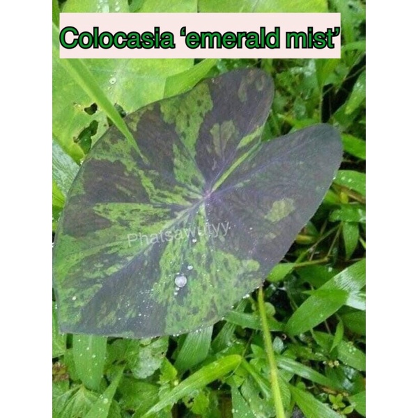 บอนหมอกมรกต colocasia emerald mist มิดไนท์ไทยแลนด์ ส่งแบบตัดใบห้อตุ้มราก