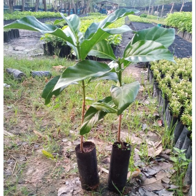 ต้นยอ ลูกยอ  ช่วยขับพยาธิ แก้ท้องอืด ท้องเฟ้อ แบบเพาะเมล็ด