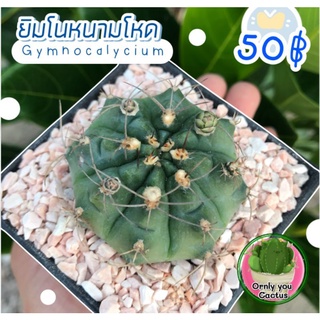 ต้นกระบองเพชรยิมโนหนามโหด(Gymnocalycium)สินค้าพร้อมส่ง