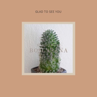 ซื้อ 1 แถม 1 Mammillaria Boscasana แมมขนแมว