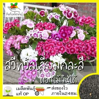 เมล็ดพันธุ์ ชุดดอกไม้กินได้ สายพันธุ์แท้ ปลูกต่อได้ พร้อมส่ง คอร์นฟลาวเวอร์/คาเลนดูล่า/ไวโอล่าสามสี/ความรักในสายหมอก