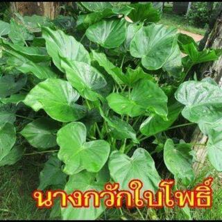 🍀ว่านนางกวักใบโพธิ์ 🍀ว่านเมตตามหานิยม จัดส่งใส่กระถาง6นิ้ว