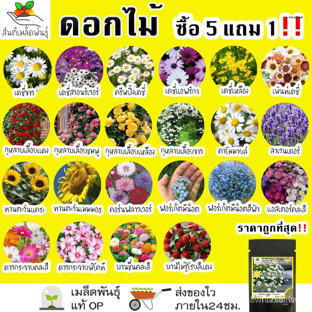 เมล็ดพันธุ์คุณภาพสูงในสต็อกในประเทศไทยคละ สวนครัว ปลูกโตไว (เมล็ดผัก ...