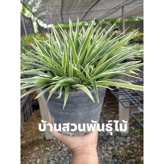 ต้นซุ้มกระต่ายด่าง**