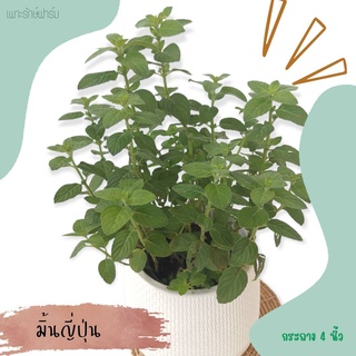 มิ้นต์ญี่ปุ่น Japanese mint #มิ้นต์ขาว #สมุนไพรฝรั่ง #เพาะรักษ์