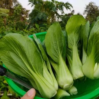 เมล็ดผักกวางตุ้งฮ่องเต้ 1000เมล็ด [ 5เเถม 1 คละได้ทั้งร้าน]