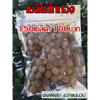 เมล็ดสักทอง คัดพิเศษ งอกแน่นอน