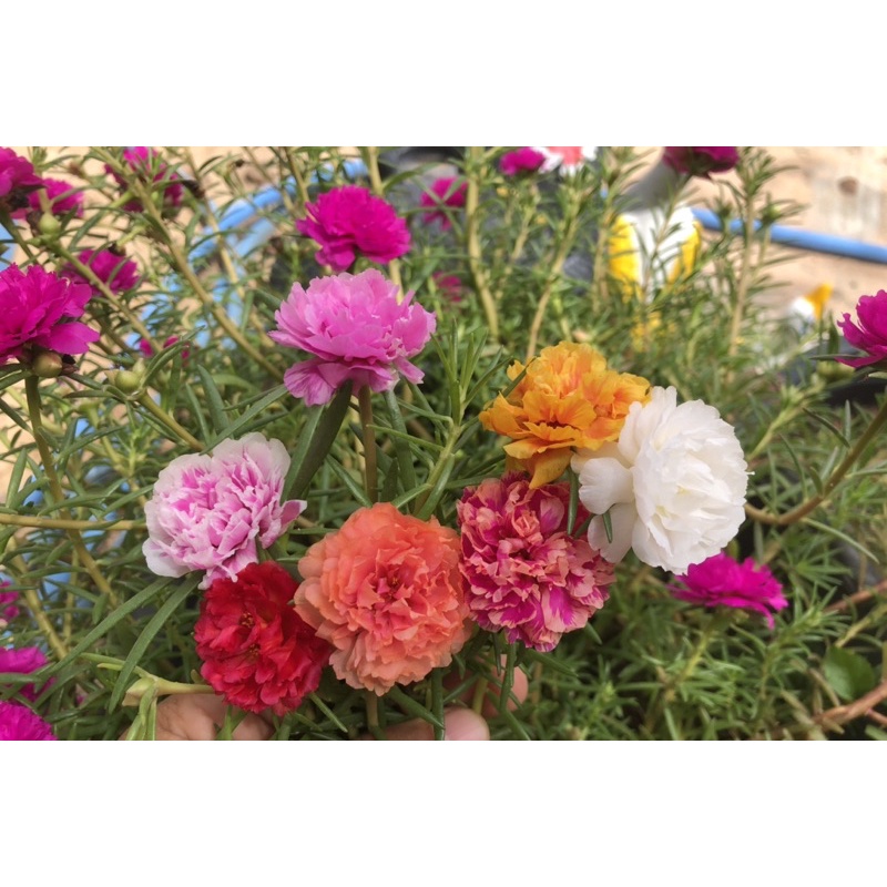 แพรเซี่ยงไฮ้คละสี 5-10สี  10 กิ่ง