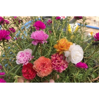 1 กิโลกรัม 10-20 สีแพรเซี่ยงไฮ้คละสี