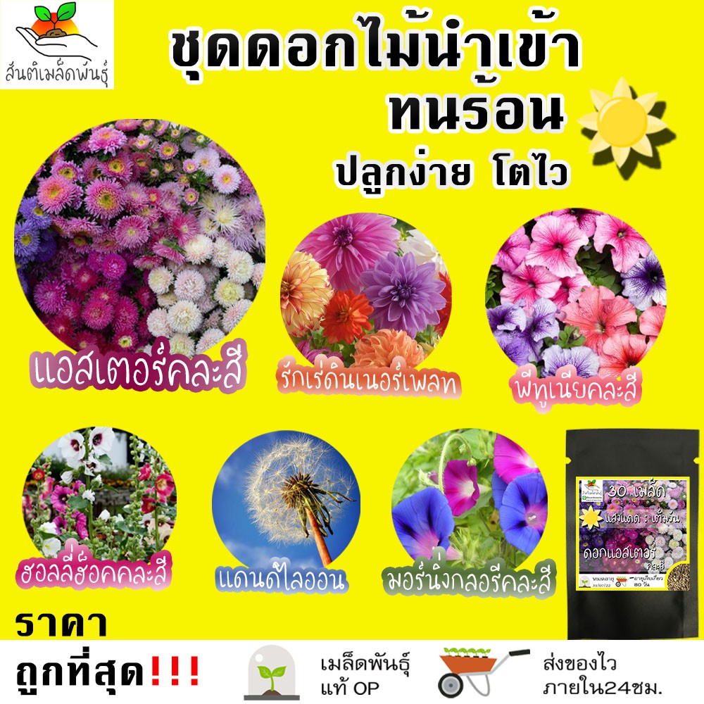 เมล็ดพันธุ์ ชุดดอกไม้นำเข้า ปลูกง่าย ทนร้อน โตไว พร้อมส่ง แอสเตอร์/รักเร่/พีทูเนียร์/ฮอลลี่ฮ็อค/แดนดิไลออน/มอร์นิ่งกลอรี