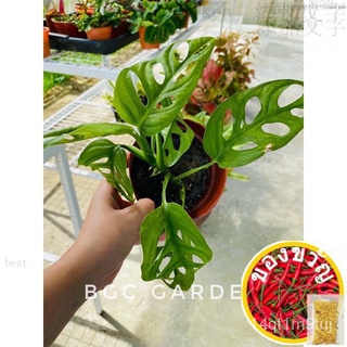 monstera adansonii live plant鲜花/手链/玫瑰/上衣/内裤/儿童/种子/文胸/男装/花园/ 2OF6
