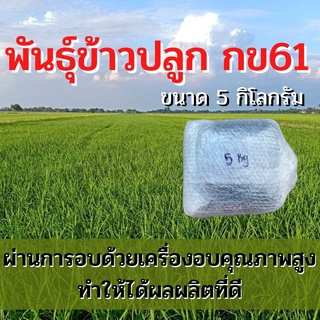 พันธุ์ข้าวปลูก กข61 เมล็ดพันธุ์ ข้าวปลูก กข61 เมล็ดพันธุ์ข้าว พันธุ์ข้าว กข.61 ให้ผลผลิตดี ( 5 กิโล)