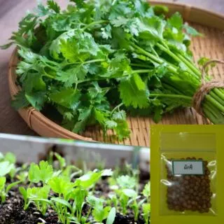 เมล็ดผักชี 100 เมล็ด 🌱 ซื้อ 10 แถม 2 คละได้ 💥 เลือกของแถมได้ คิดถึงเมล็ดผัก คิดถึง skinsun