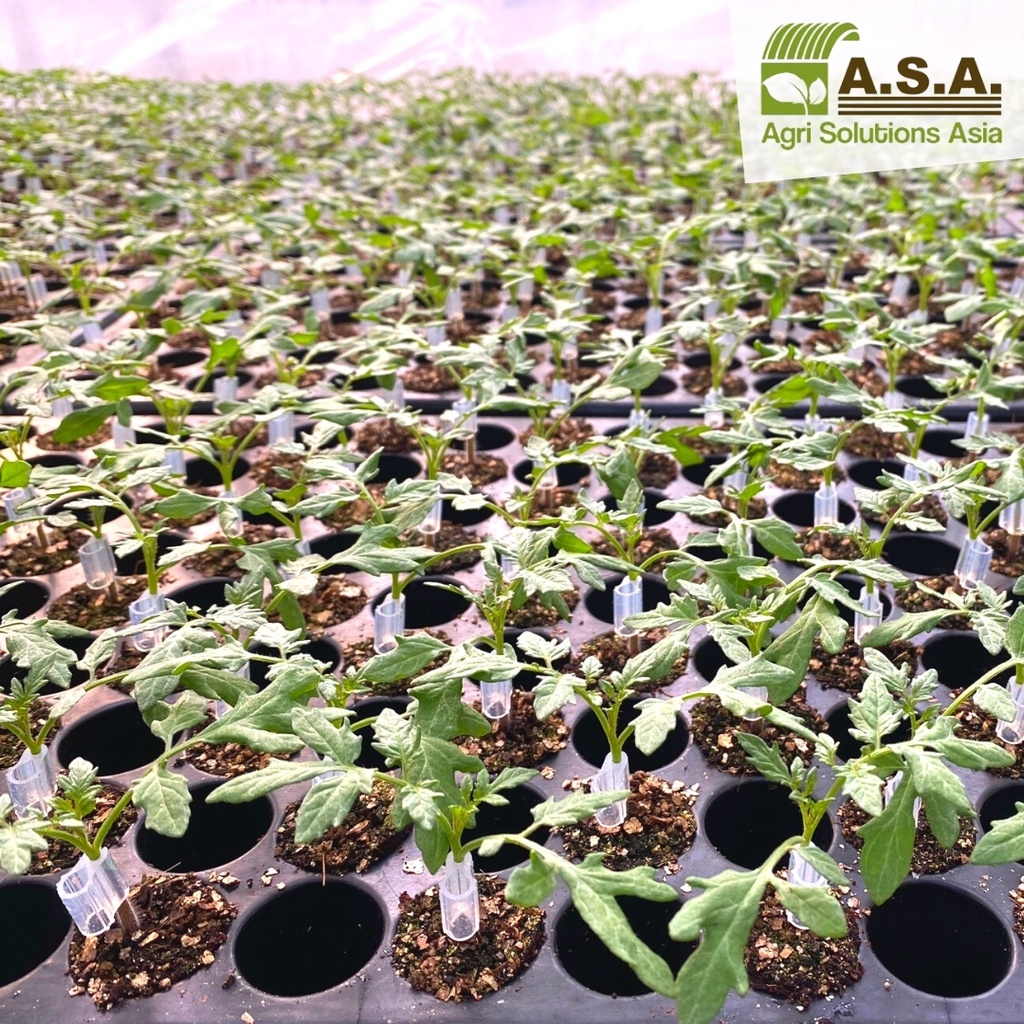 Grafting clips (กราฟติ้งคลิป) 100 ชิ้น รูปที่ 7
