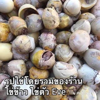ไข่ข้าว/ไข่ตัว นึ่งสุก(ไข่ไก่)