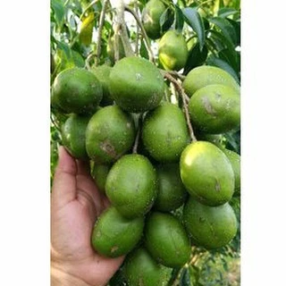 มะกอกฝรั่ง ผลสด ผลอ่อน/แก่ พร้อมส่ง ขั้นต่ำ 1 kg.